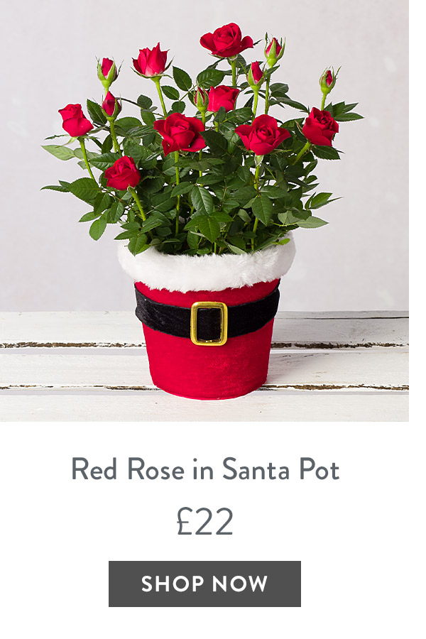 Red Rose in Santa Pot - only &pound;22
