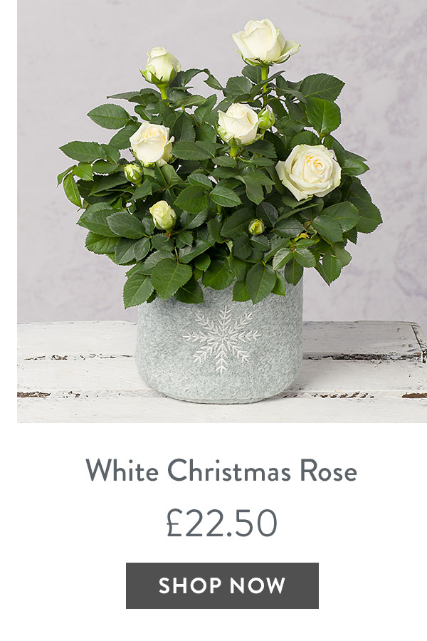 White Christmas Rose - only &pound;22.50 with code