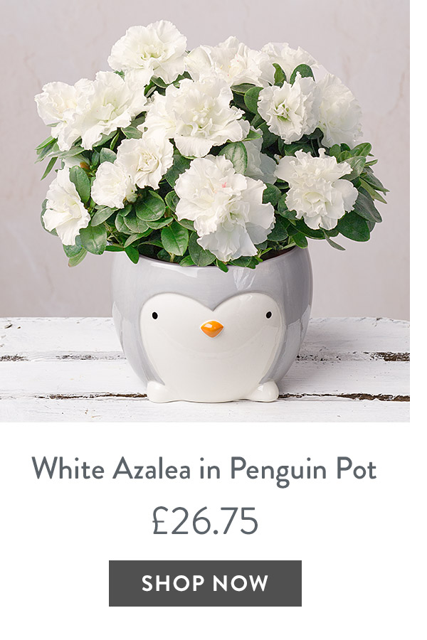 White Azalea in Penguin Pot - only &pound;26.75