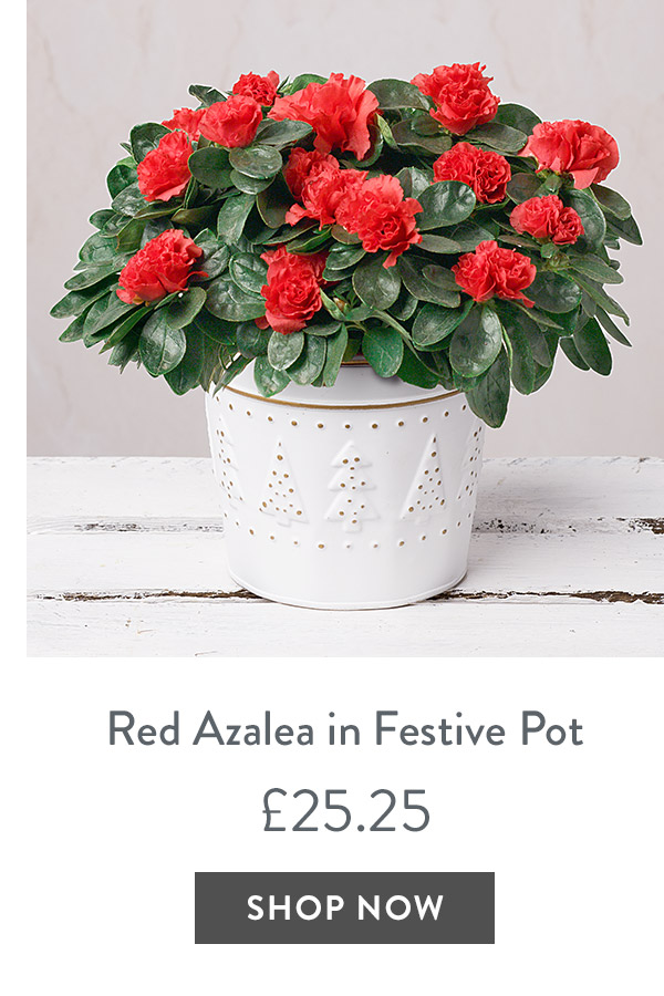 Red Azalea in Festive Pot - only &pound;25.25