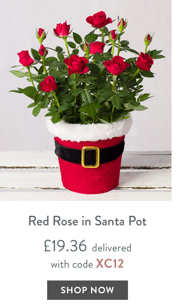 Red Rose in Santa Pot - only &pound;19.36 delivered