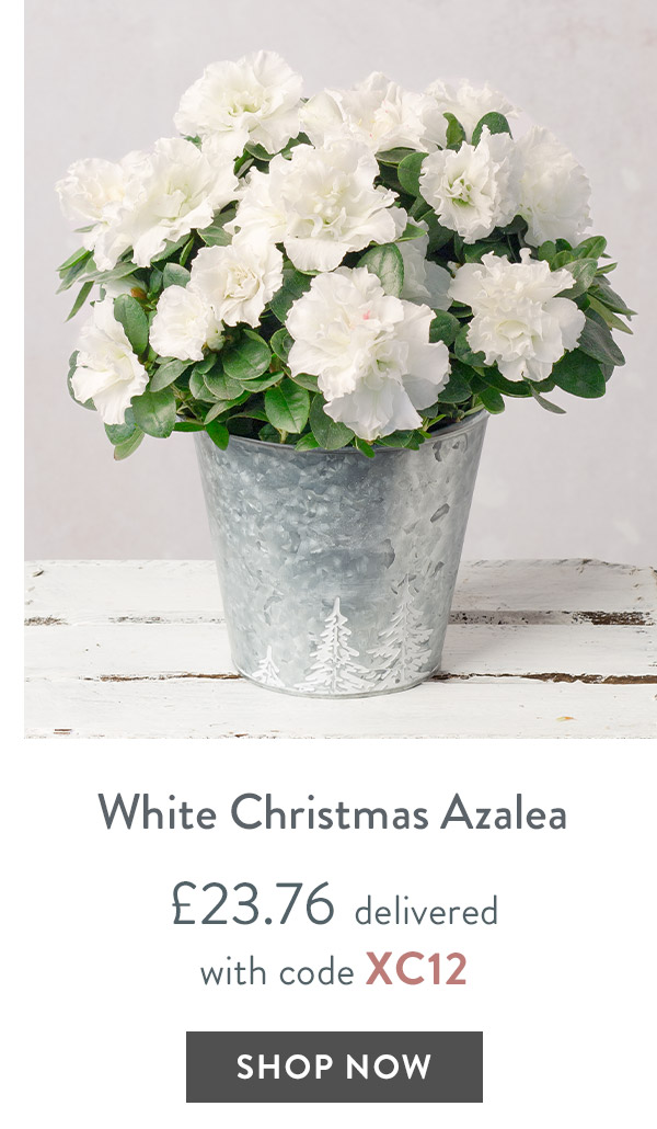 White Christmas Azalea - only &pound;23.76 delivered