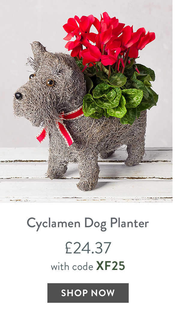 Cyclamen Dog Planter - only &pound;24.37 with code