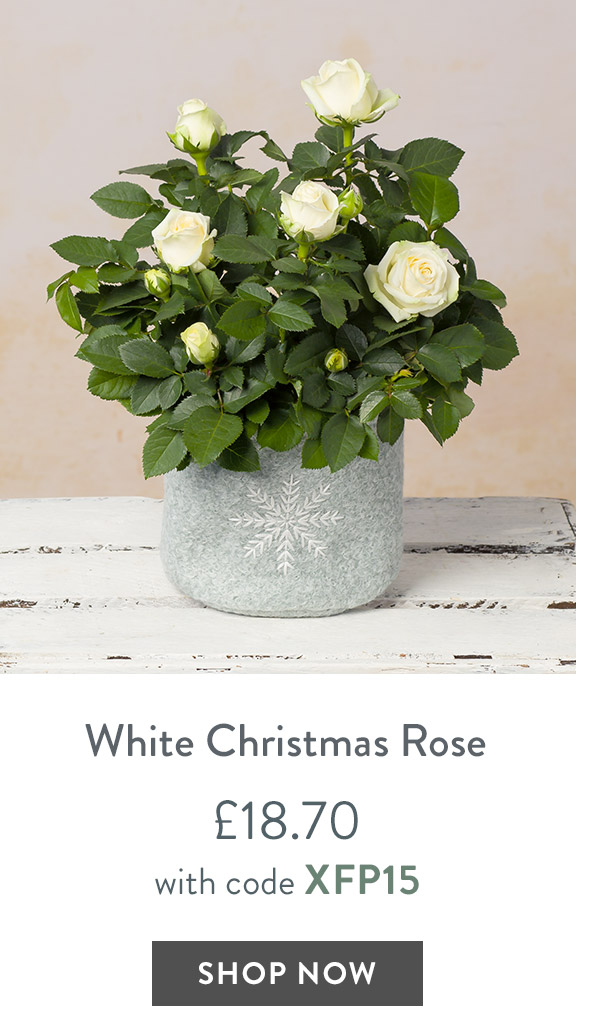 White Christmas Rose - only &pound;18.70 with code