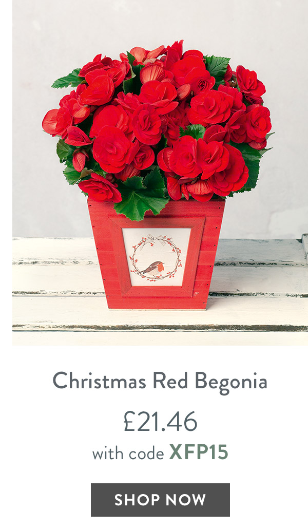 Christmas Red Begonia - only &pound;21.46 with code