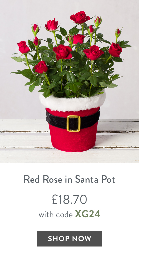 Red Rose in Santa Pot - only &pound;18.70 with code