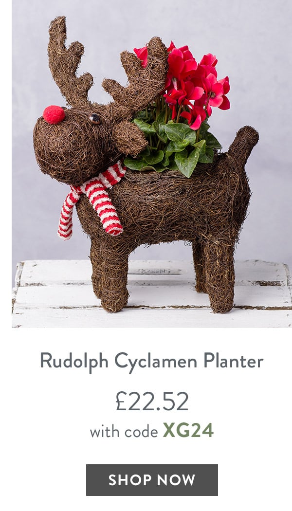 Rudolf Cyclamen Planter - only &pound;22.52 with code