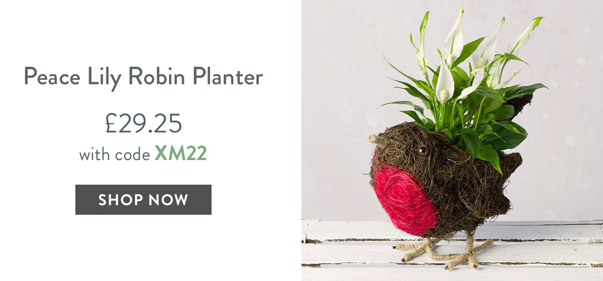 Peace Lily Robin Planter - only &pound;29.25