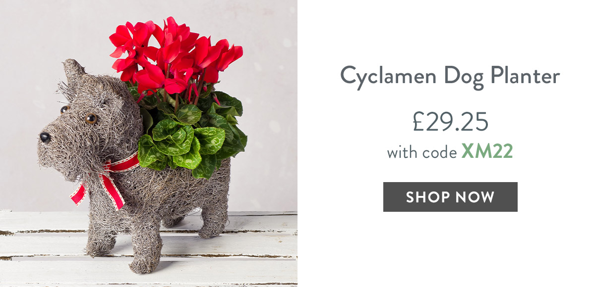 Cyclamen Dog Planter - only &pound;29.25