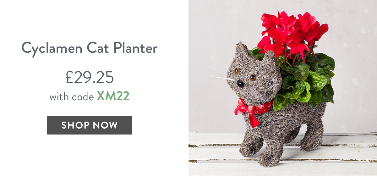 Cyclamen Cat Planter - only &pound;29.25