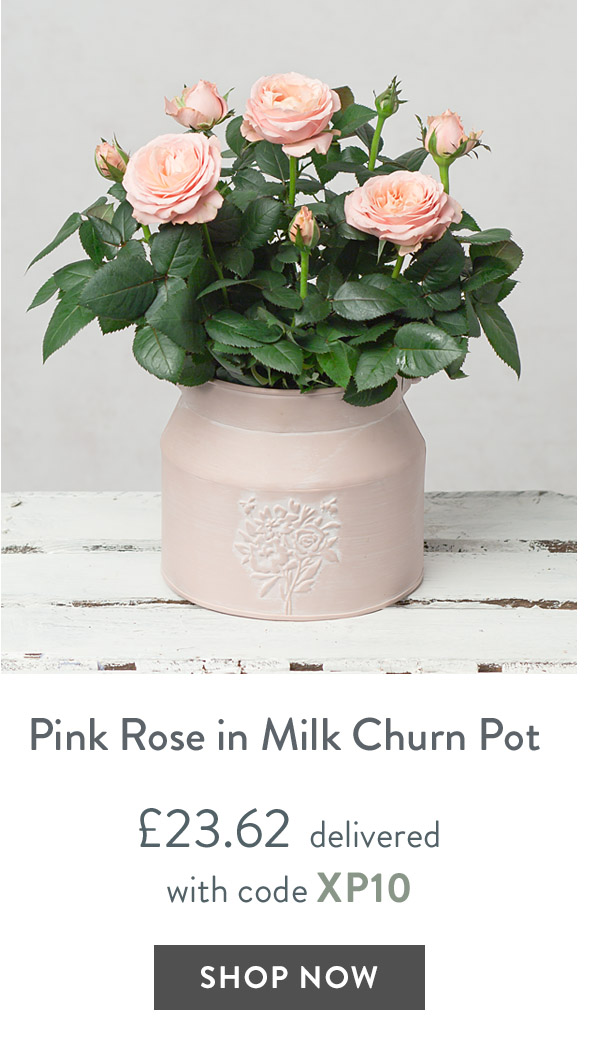 Pink Rose in Milk Churn Pot - only &pound;23.62 delivered