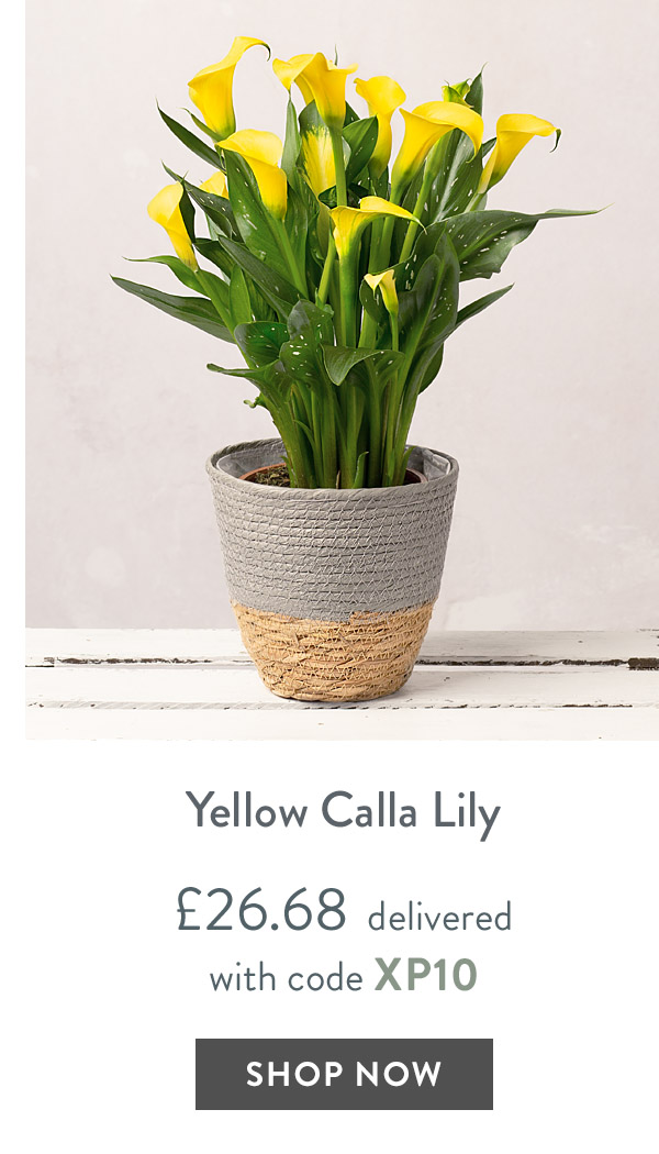 Yellow Calla Lily - only &pound;26.68 delivered