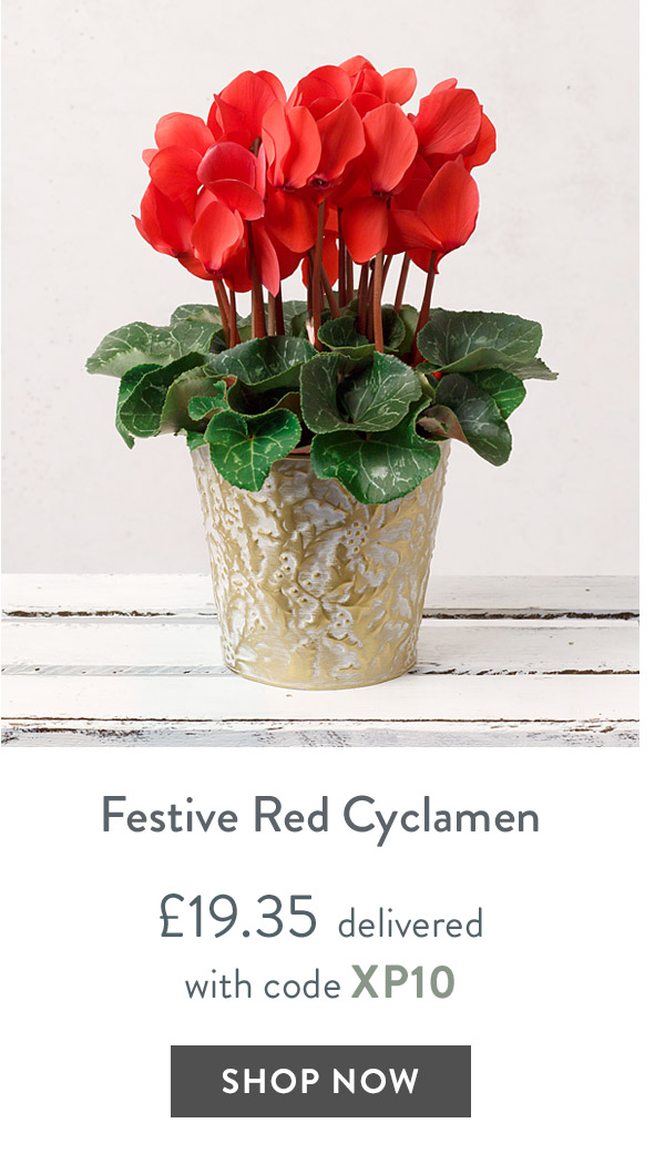 Festive Red Cyclamen - only &pound;19.35 delivered