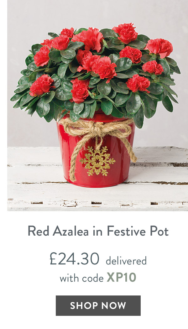 Red Azalea in Festive Pot - only &pound;24.30 delivered