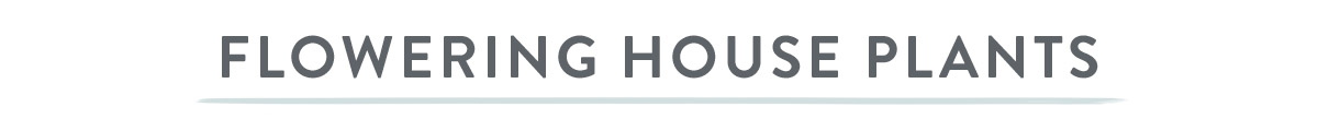 Flowering House Plants