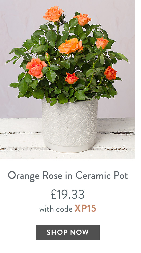 Orange Rose in Ceramic Pot - only &pound;19.33 with code