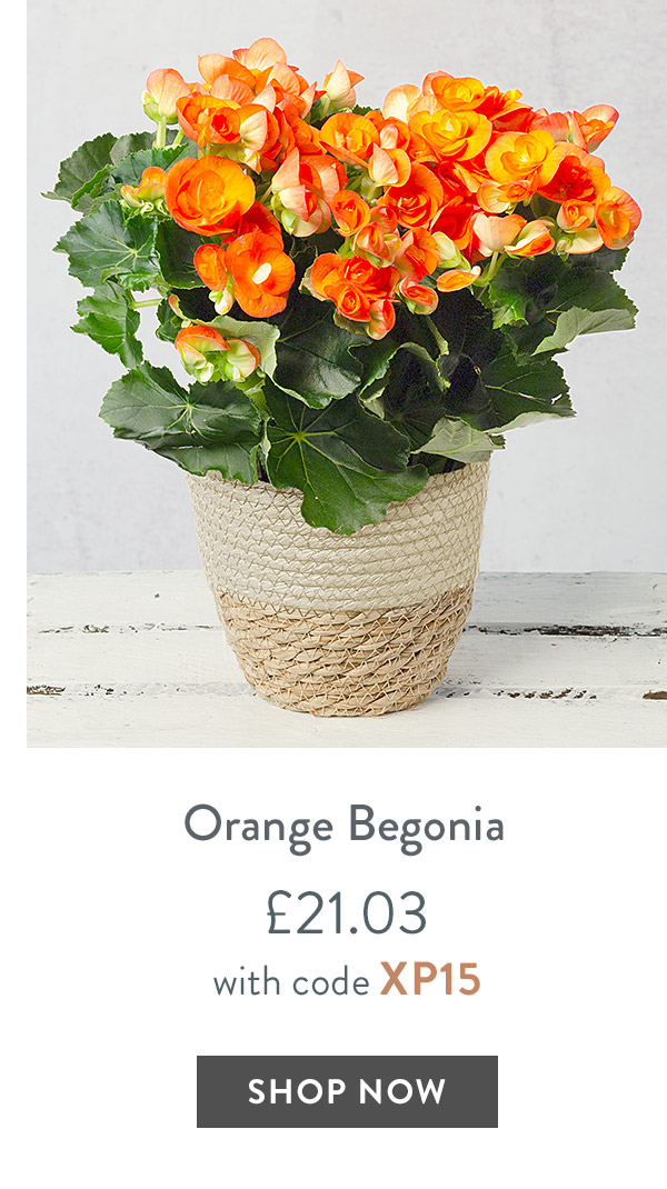 Orange Begonia - only &pound;21.03 with code