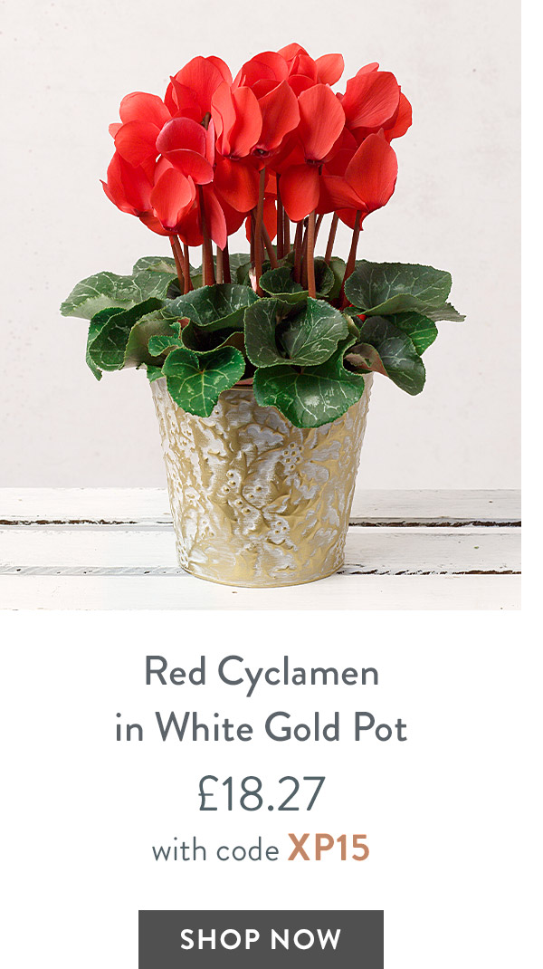 Red Cyclamen in White Gold Pot - only &pound;18.27 with code