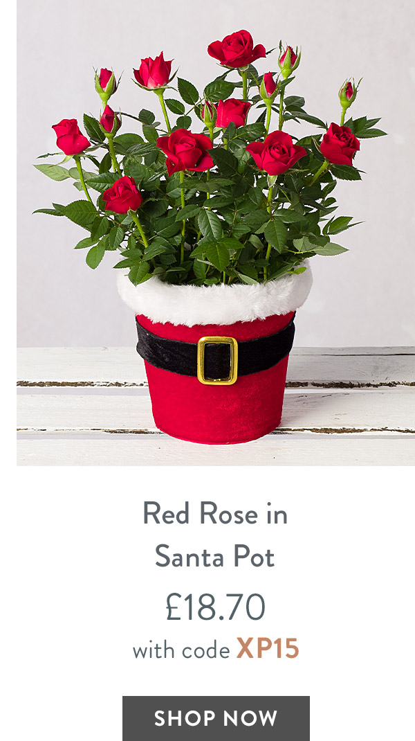 Red Rose in Santa Pot - only &pound;18.70 with code
