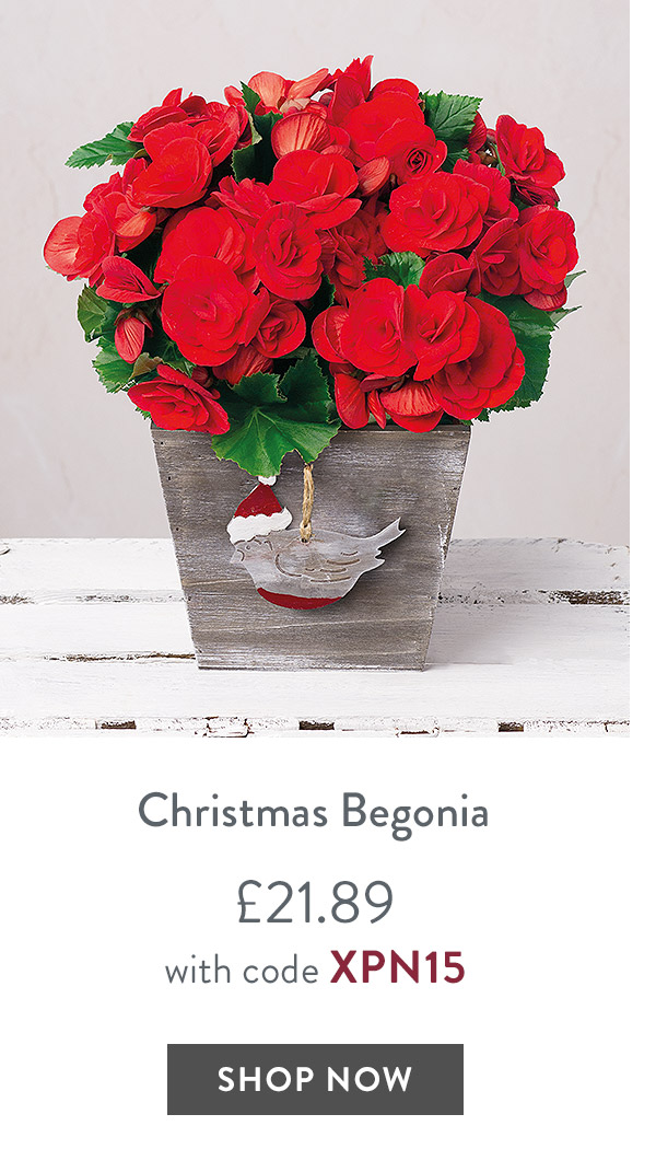Christmas Begonia - only &pound;21.89 with code