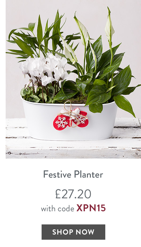 Festive Planter - only &pound;27.20 with code