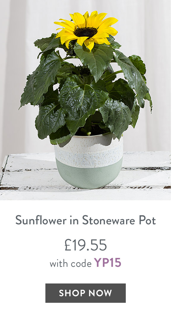 Sunflower Plant in Stoneware Pot - only &pound;19.55 with code