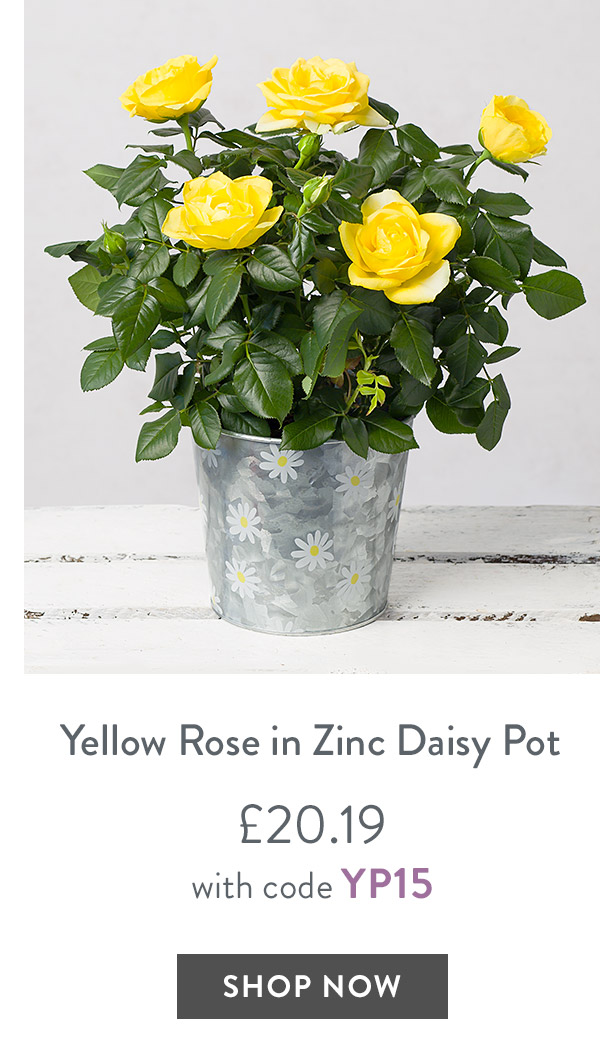 Yellow Rose in Zinc Daisy Pot - only &pound;20.19 with code