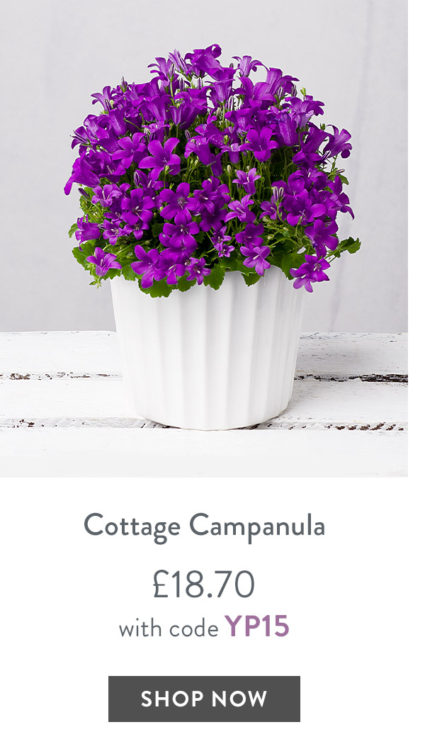 Cottage Campanula - only &pound;18.70 with code