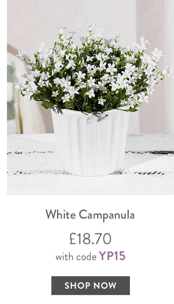 White Campanula - only &pound;18.70 with code