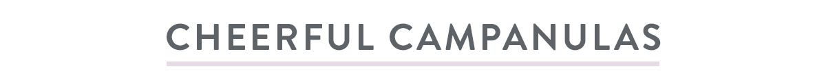 Cheerful Campanulas