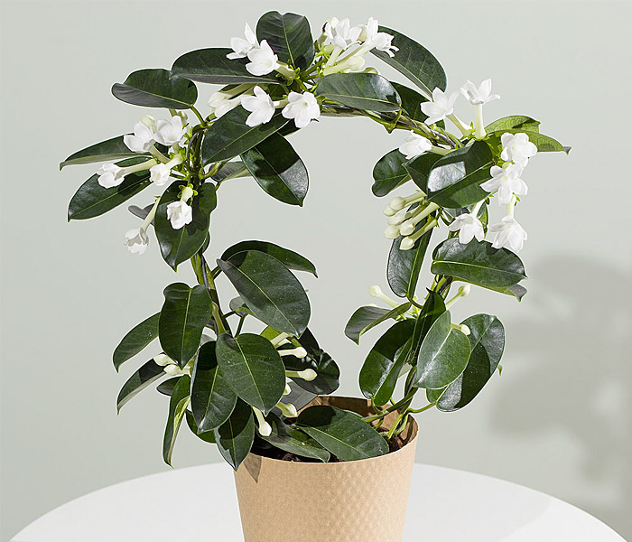 Photo for the journal post: International Plant Appreciation Day