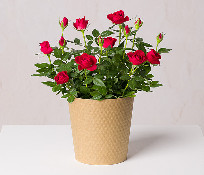 Photo for the journal post: Rose day: 10 fun facts about Roses