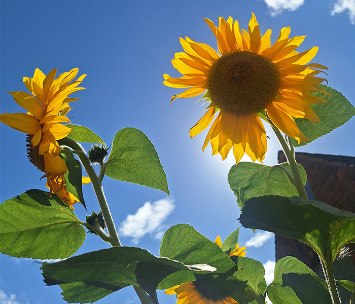 Photo for the journal post: How to sow your Sunflower seeds