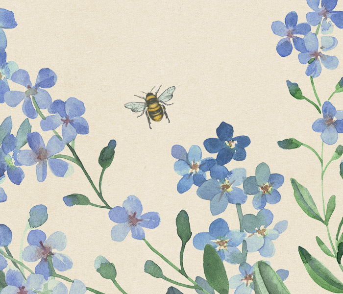 Photo for the journal post: Planting your Forget-Me-Not seeds