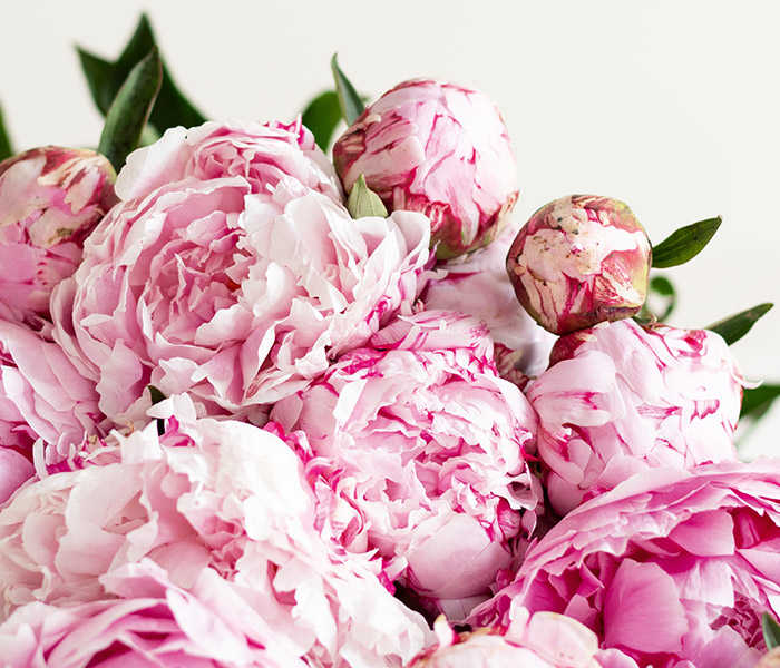 Photo for the journal post: What do you mean? Peonies
