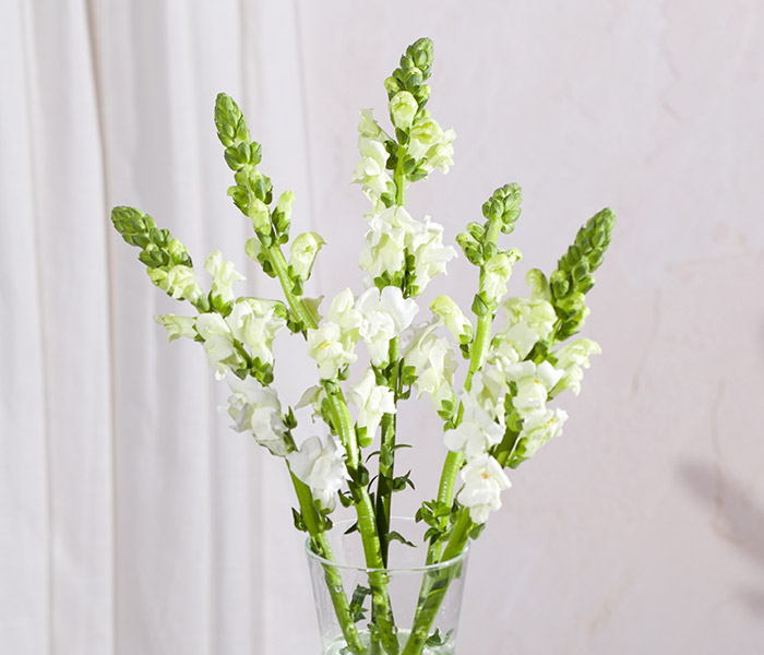Photo for the journal post: What do you mean? Snapdragons