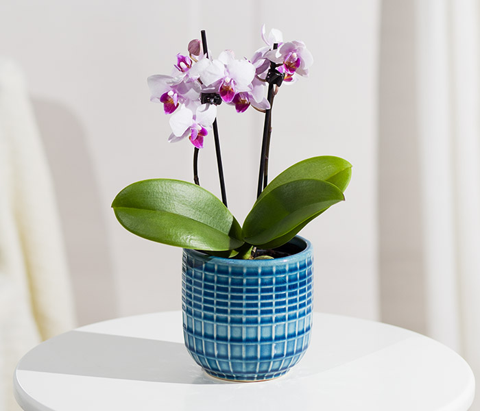 Photo for the journal post: Easy Peasy! Our top ten easy to care for plants      