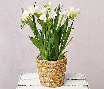 Photo for the journal post: What do you mean? Freesias