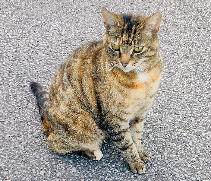 Photo for the journal post: Meet Sky, the Bunches cat
