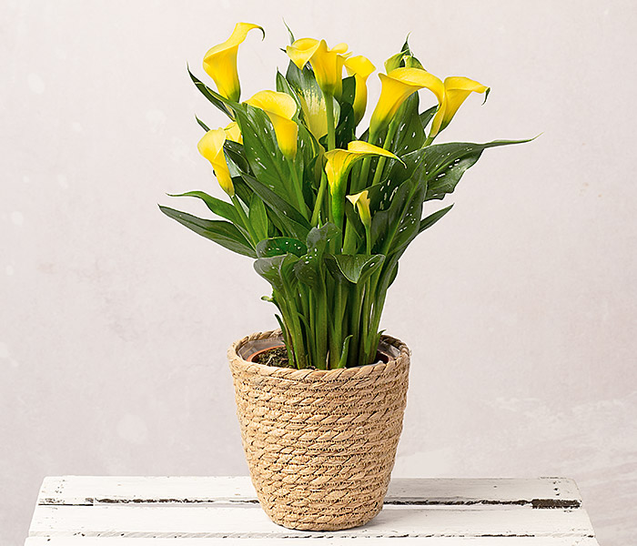 Photo for the journal post: Plants with benefits: colour matching your mood