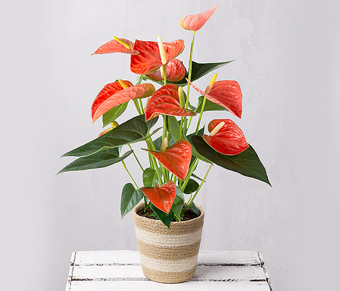 Photo for the journal post: Bunches MAD: Terima Kasih