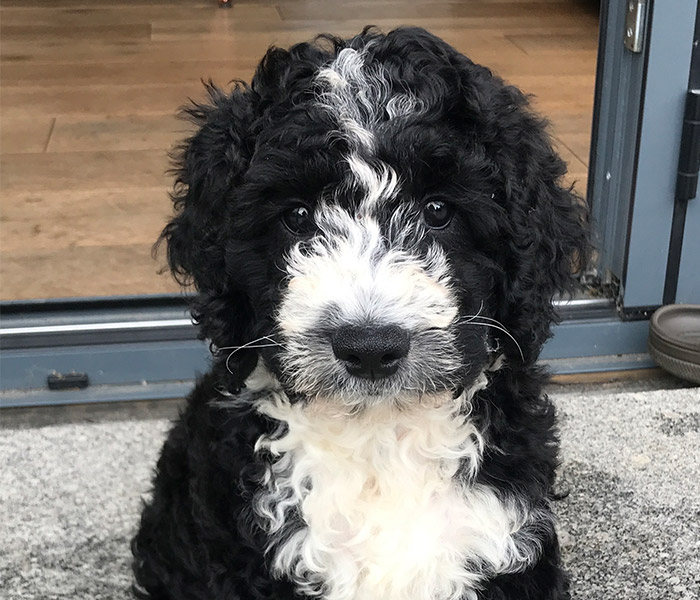 Photo for the journal post: Meet Otis, the Bunches dog