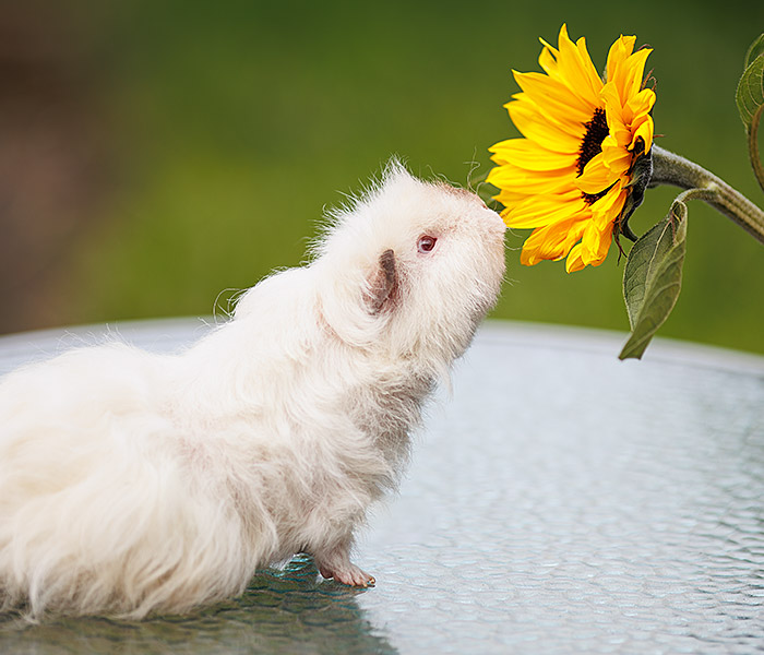 Photo for the journal post: Pet-safe plants for your furry friends 