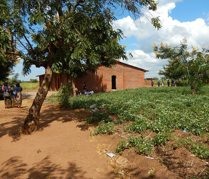 Photo for the journal post: Making a Difference: Moringa Trees