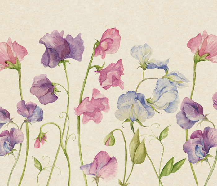 Photo for the journal post: Hello Sweet Peas! Live life in full bloom...