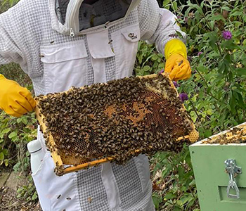 Photo for the journal post: World Bee Day 2025