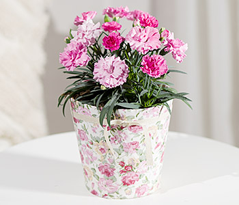 Photo for the journal post: Carnations: from bud to bloom