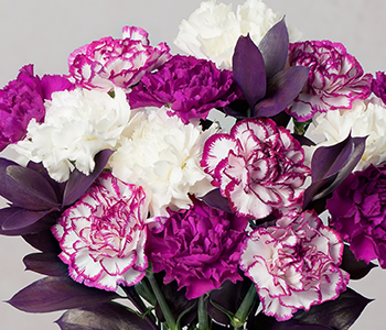 Photo for the journal post: What do you mean? Carnations 