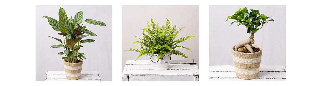 Plants with benefits: green plants | Bunches