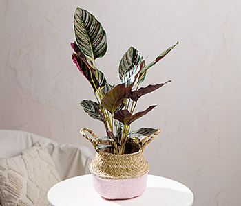 Photo for the journal post: Plants with benefits: green  plants